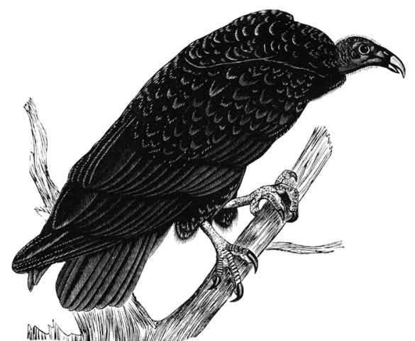 Birds of Mystery and Legend: Mysterious Beasts, Part 3 The Sinister Buzzard