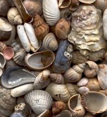 Shell Mischief: A Spiritualist Issues a Warning of Danger from the Sea  A collection of shells