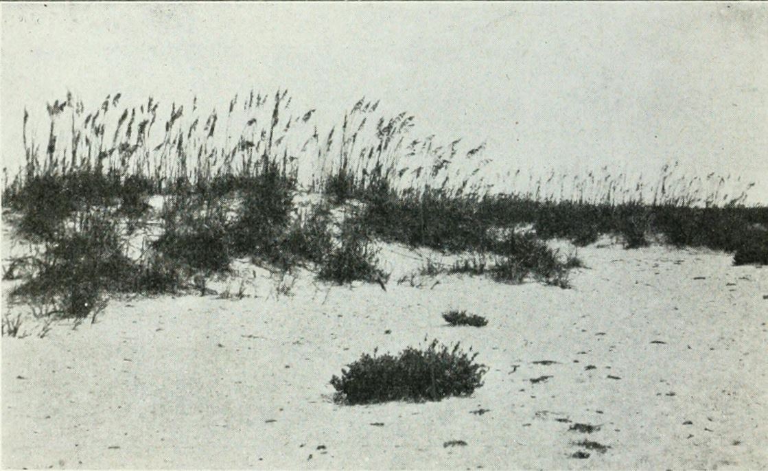 The Sand-walker Sea-side sand dunes